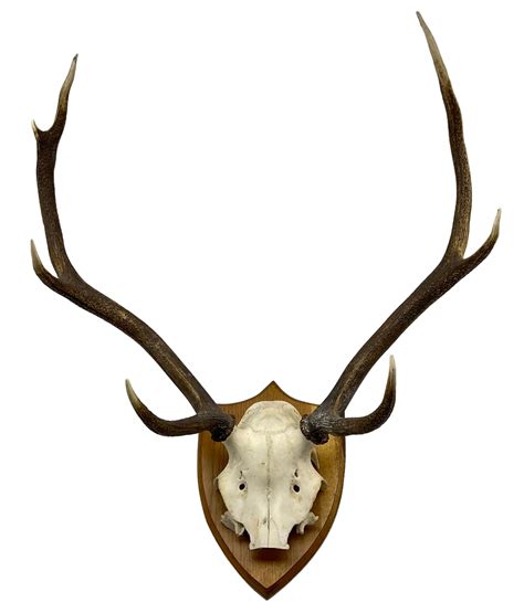 Taxidermy Pair Of Seven Point Stag Antlers With Skull Cap On Oak