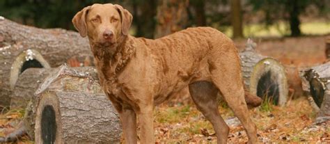 Treasure lake chesapeakes breeds quality chesapeake bay retrievers for showing, hunting, field trials, family pets, agility and obedience competitions… The Best 10 Duck Hunting Dogs You Can Find Today 🔥 (2019 ...