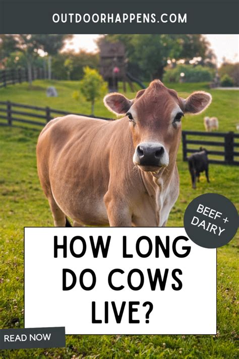 How Long Do Cows Live On Your Homestead Beef And Dairy 101