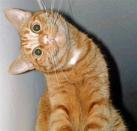 Download The Beautiful Orange Cat Pictures Funny Hilarious Pets Pictures