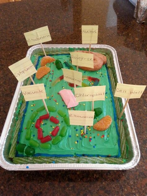 Emphasis is on the cell functioning as a whole system and the primary role of identified. Pin by Laura Carter on Kids Stuff | Plant cell project ...