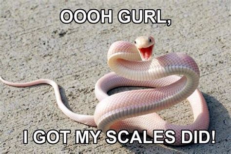 Funny Snake Meme Albino Animals Snake Baby Snakes