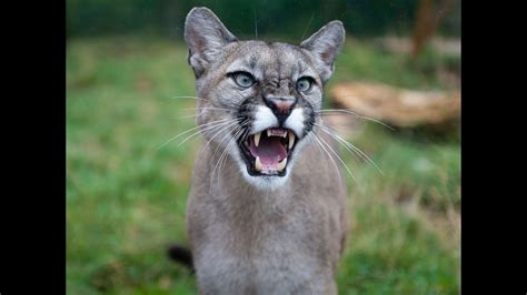 Cougar Sound Talk Calls And Mountain Lion Scream Youtube
