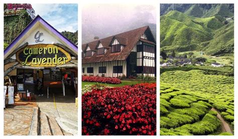 53 Tempat Menarik Di Cameron Highlands Kemaskini 2023 Surga Route