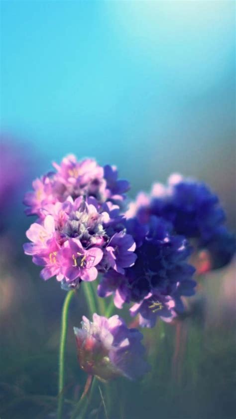 20 Free Flowers Iphone Wallpapers Premiumcoding