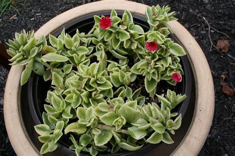 How to get my succulents to flower. Mezoo. Such a curious plant. Looks like a succulent and ...