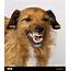 Dog Snarling High Resolution Stock Photography And Images  Alamy