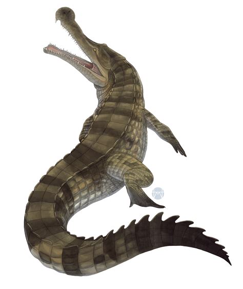 Sarcosuchus Prehistoric Wiki Fandom