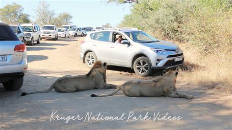 Lion Traffic Jam Wildlife Videos Kruger National Park Youtube
