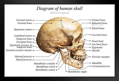 Diagram Skeleton Skull Diagram Mydiagramonline