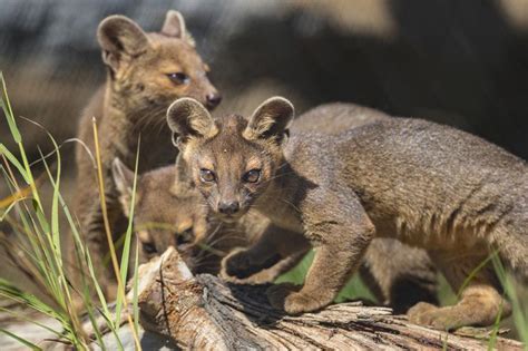 Fossa Pup Explores Its New Home At San Diego Zoo Baby Animals Funny