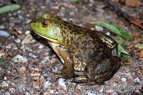 American Bullfrog Lithobates Catesbeianus Amphibians And Reptiles
