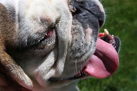 Likely the most common problem in bulldog eye care. Top Eye Problems for Dogs
