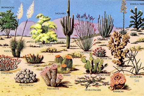 Sonoran Desert Ecosystem Historical State Of Sonoran Desert Ecosystem