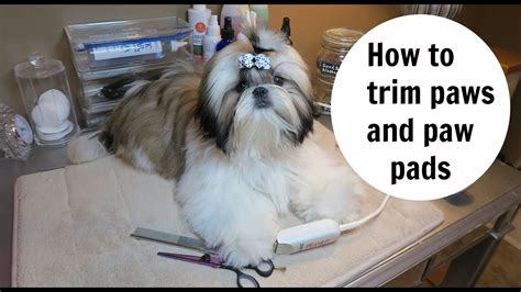 How to safely trim the hair off your dogs paws so. How to trim Shih Tzu puppies Paws - YouTube
