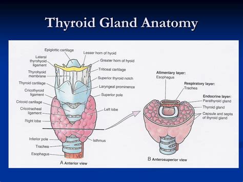 Anatomy Of Parathyroid Gland