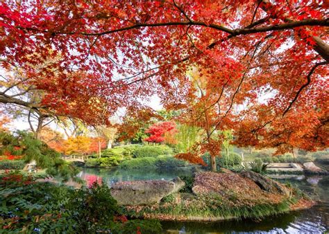 Follaje De Otoño En El Jardín Japonés Foto De Archivo Imagen De