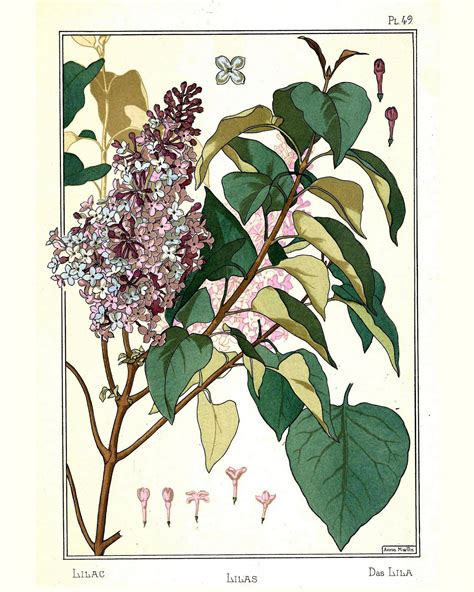 Bumble Button Lilacs Botanical Prints Fine Art Paintings And Antique