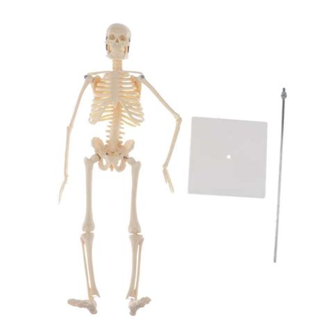 Promo Educational 45cm Human Body Skeleton Model Kit With Base Anatomy