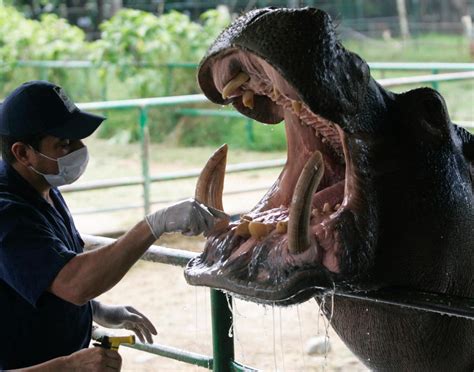 Trabajar En El Zoo Cuidados De Hipopótamos