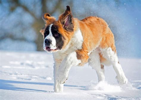 7 Great Snow Dog Breeds