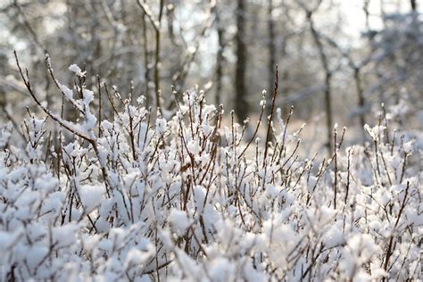 Free Images Tree Nature Branch Snow Winter Plant Sunlight Leaf
