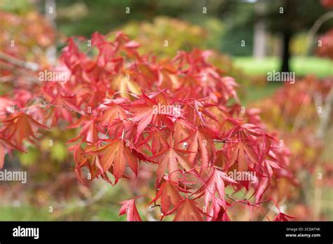 Close Up Of Red Leaves On A Japanese Maple Acer Japonicum Tree Stock