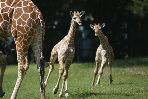 Aww Fort Worth Zoo Introduces Baby Giraffes Waylon And Willie