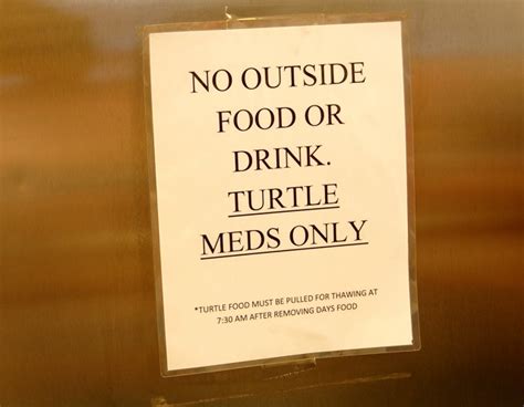 Sea Turtle Center Of Marathon Florida Ditching Suburbia