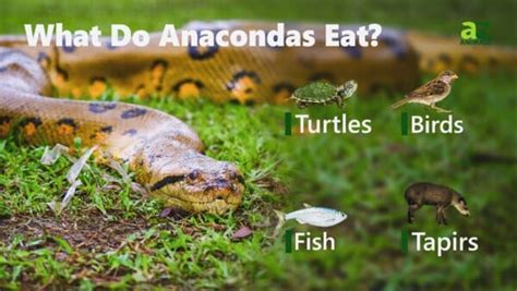What Do Anacondas Eat A Guide To Their Diet Imp World