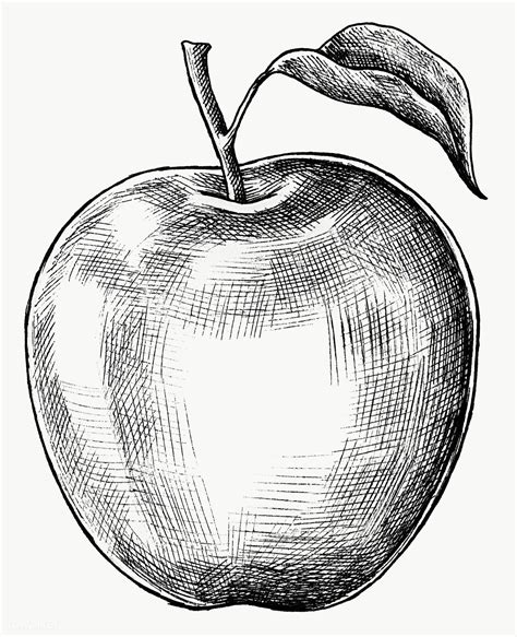 Hand Drawn Fresh Apple Fruit Transparent Png Free Image By Rawpixel