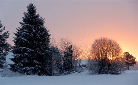 Sunrise In Cold Winter Morning Stock Photo Image Of Snowdrift Frost