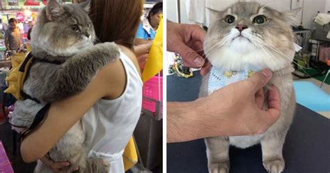 The short answer is yes, but with care, and only in small amounts. Meet Bone Bone, The Big Fluffy Cat From Thailand Who Is ...