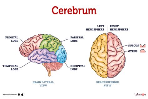 Cerebrum Human Anatomy Image Functions Diseases And Treatments
