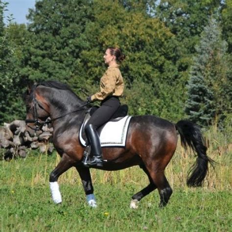 Bay Lipizzan Stallion In The Piaffe With Shana Ritter Lipizzan