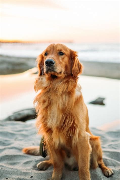 90 Golden Retriever Hintergrundbilder Hunde Kostenloser Miladinsight