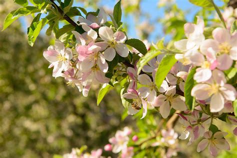 Real Time Scenes Washington Apple Blossom Stemilt