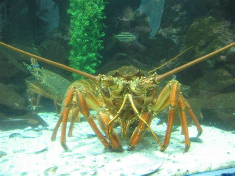 Giant Crayfish In Kelly Tarltons Antarctic Encounter And Flickr