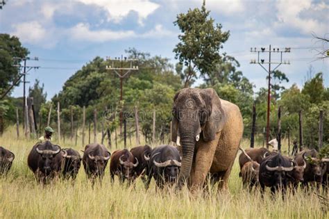 Members Of Big Five African Animals Elephant And Buffalo Walking