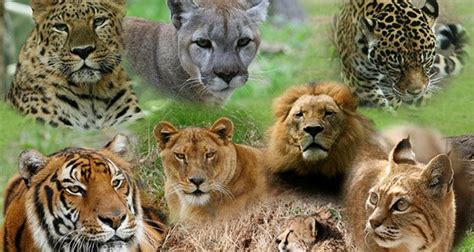 30 Interesting Facts About Big Cats