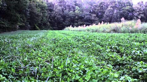 Frost Seeding Clover And Chicory Youtube