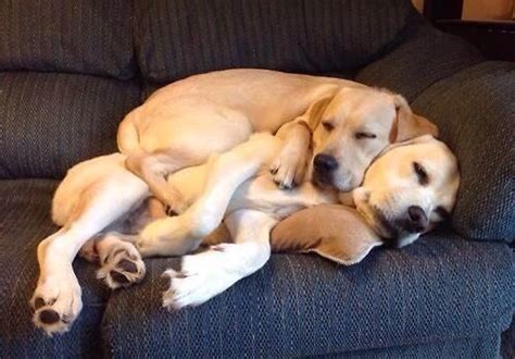 Adorable Babies Cuddle Cute Dogs Hug Love Puppies Sleep Image
