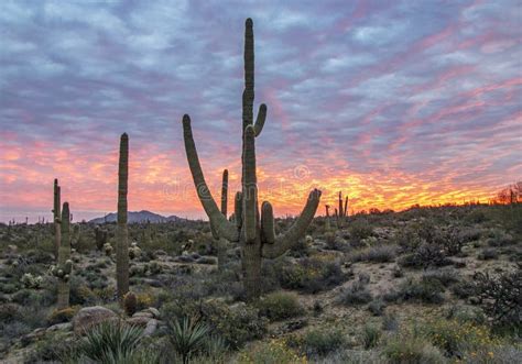 Arizona Desert Sunrise With Cactus Wild Flowers And Clouds Stock