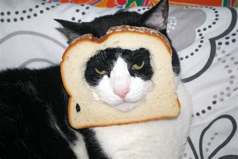 What Is Cat Breading