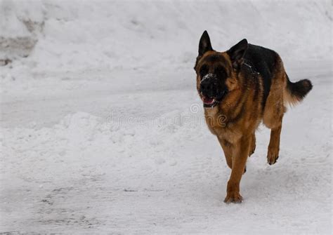 Cute German Shepherd Running In The Snow Stock Photo Image Of