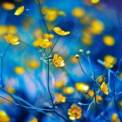 Blue And Yellow Flowers Wallpapers Top Free Blue And Yellow Flowers