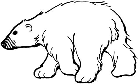 Realistic polar bear coloring pages. Polar bear coloring pages to download and print for free