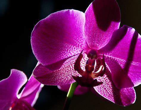 Magenta Orchid Photograph By Ron White Pixels