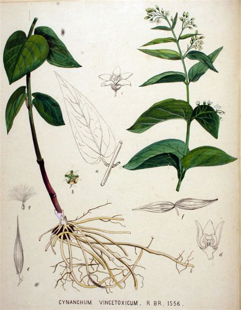 Magical Plants And Herbs In Romanian Folklore Vincetoxicum Hirundinaria