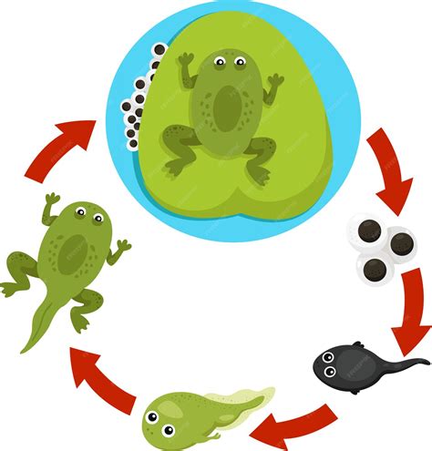 Premium Vector Illustrator Of Life Cycle Of A Frog